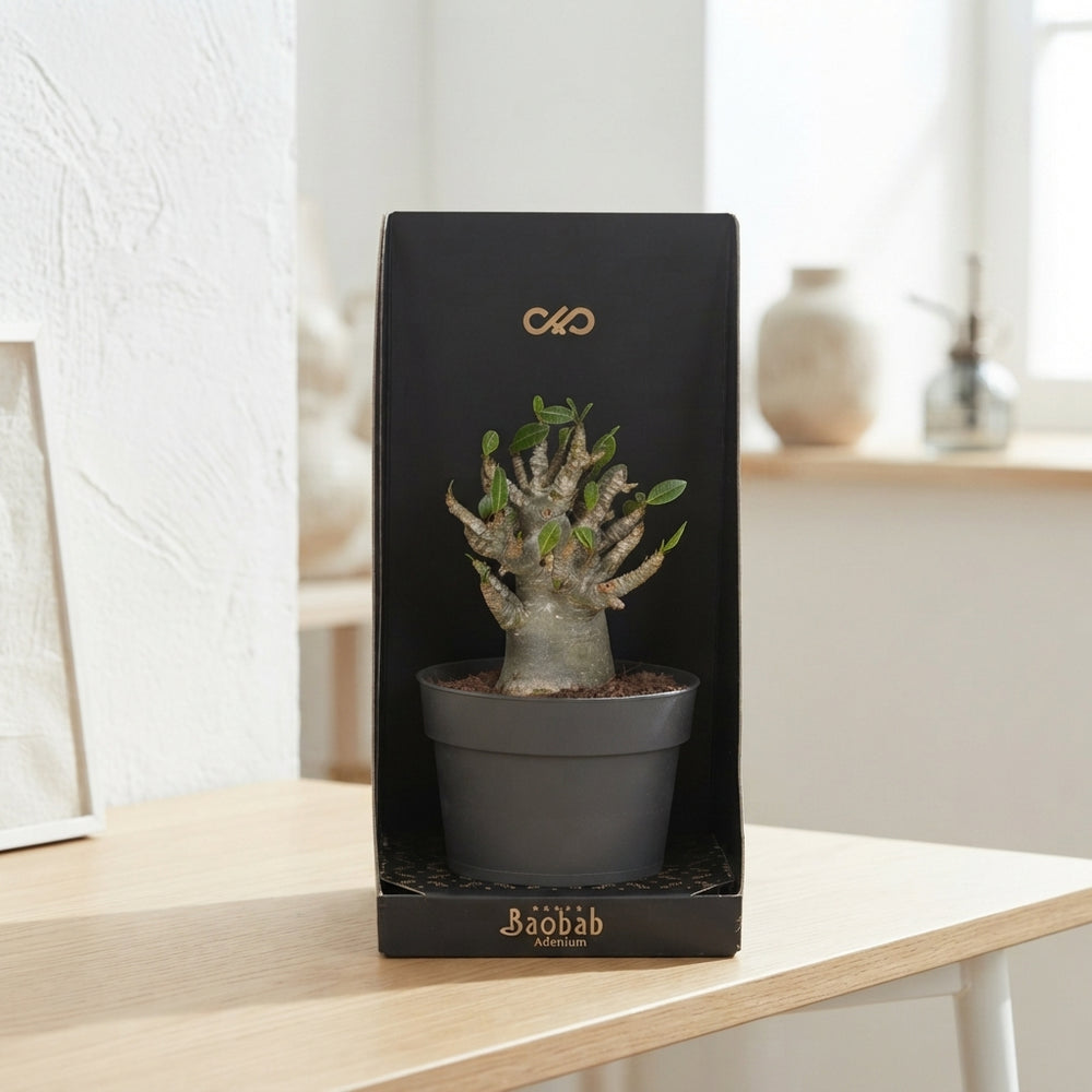 Adenium Baobab Desert Rose – 12cm Pot