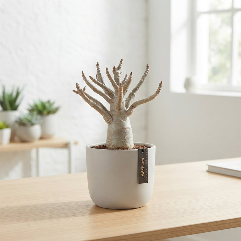 Adenium Baobab Desert Rose – 15cm Pot