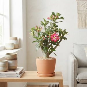 Pink Desert Rose (Adenium obesum) – 13cm Pot
