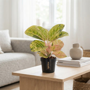 Aglaonema ‘Apple Fantasy’ – 12cm Pot
