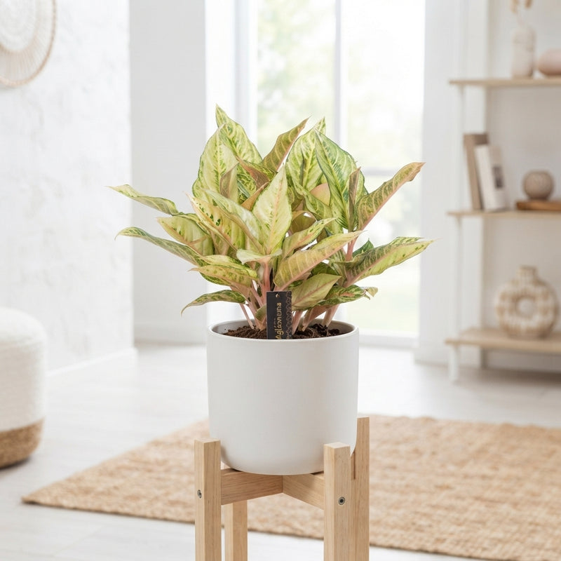 Aglaonema 'Chartreuse Pretty' – 12cm Pot