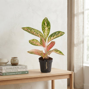 Aglaonema ‘Coco Melon’ – 12cm Pot