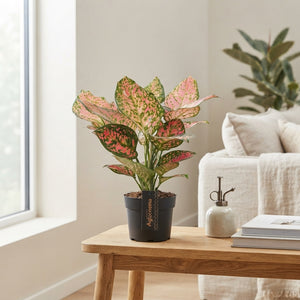 Aglaonema 'Crimson Love' – 12cm Pot