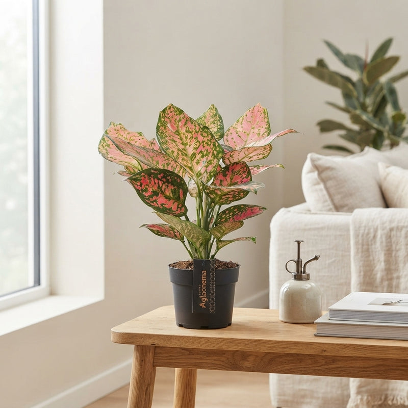 Aglaonema 'Crimson Love' – 12cm Pot