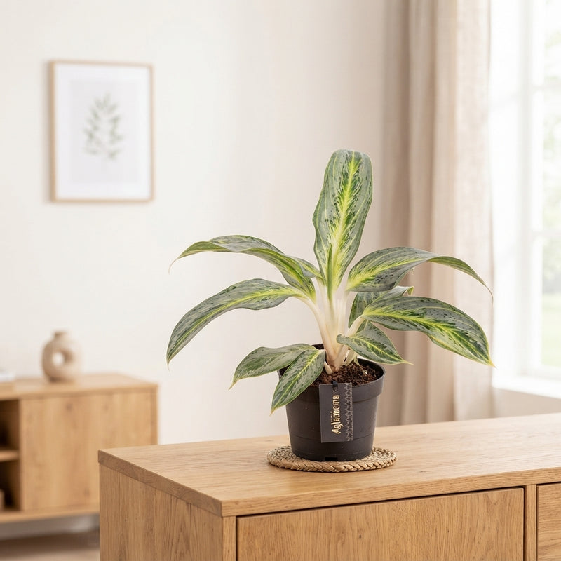 Aglaonema 'Emerald Stone' – 12cm Pot