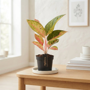 Red Aglaonema ‘Iguana’ – 12cm Pot