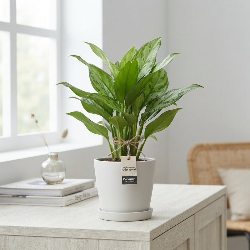 Aglaonema Mixed Variety – 12cm Pot, 35cm Height
