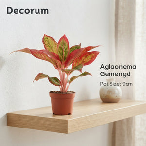 Aglaonema Houseplant – 9cm Pot, Approx. 20cm