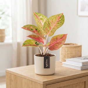 Aglaonema ‘Grand Poppy’ – 12cm Pot, 30cm High