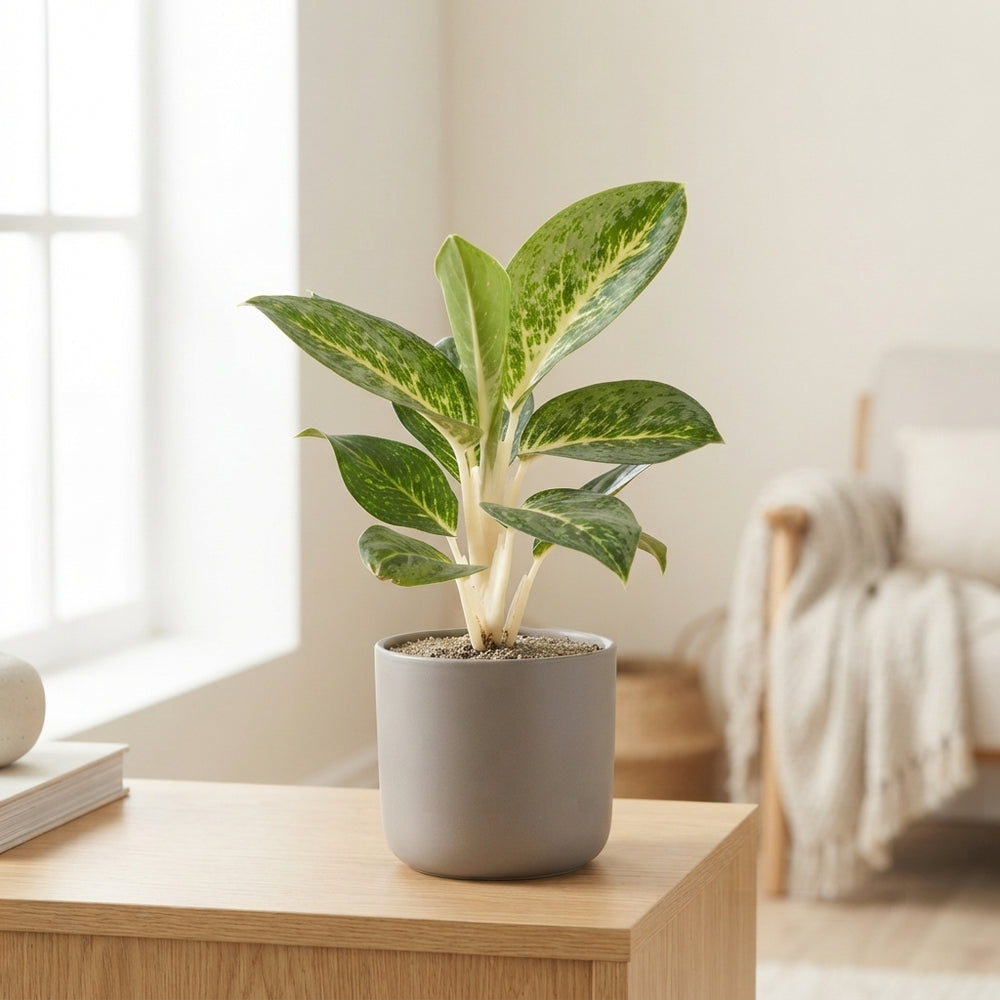 Aglaonema Green Surprise – 12cm Pot, 35cm High