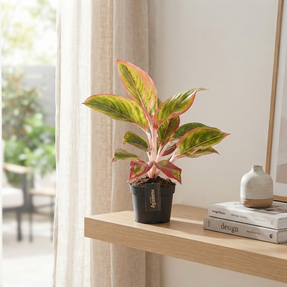 Aglaonema ‘Jamaica Red’ – 12cm Pot
