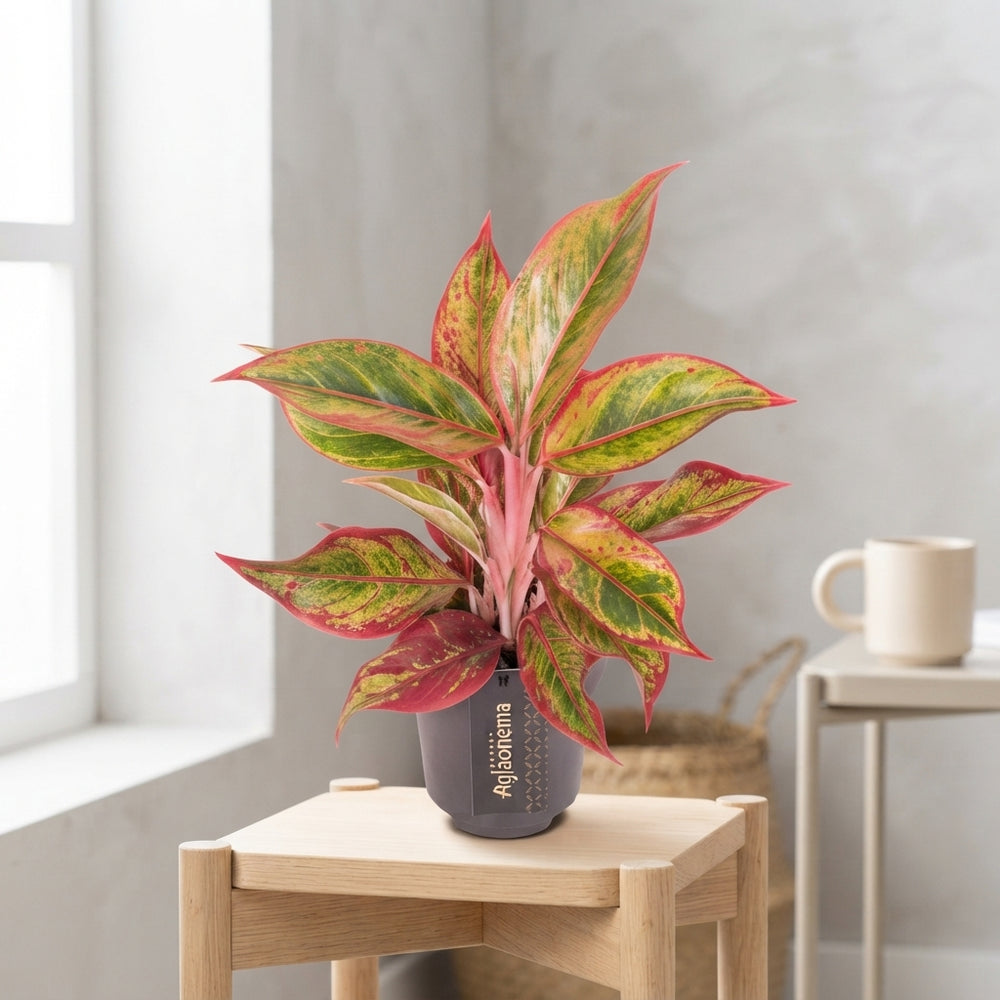 Aglaonema ‘Jungle Lava’ – 12cm Pot, 40cm High