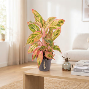 Aglaonema ‘Jungle Nectarine’ – 12cm Pot