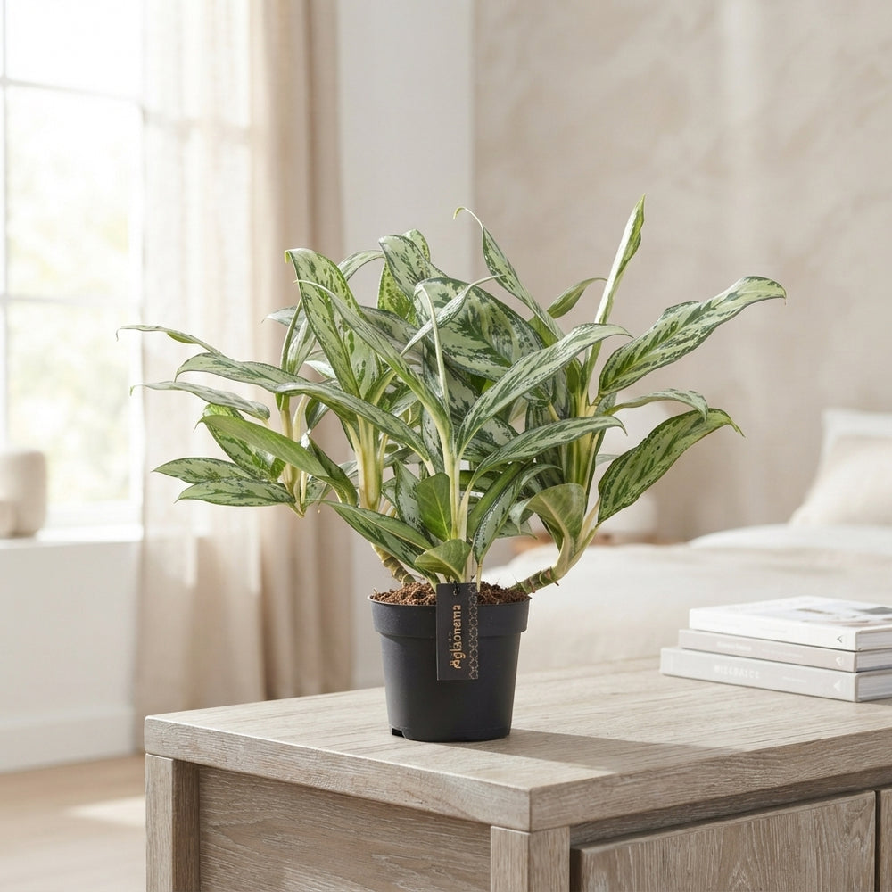 Aglaonema ‘Laurel Green’ – 12cm Pot