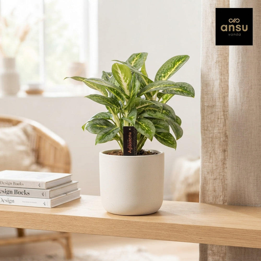 Aglaonema ‘Matcha Lemon’ – 12cm Pot