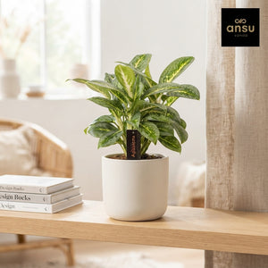Aglaonema ‘Matcha Lemon’ – 12cm Pot