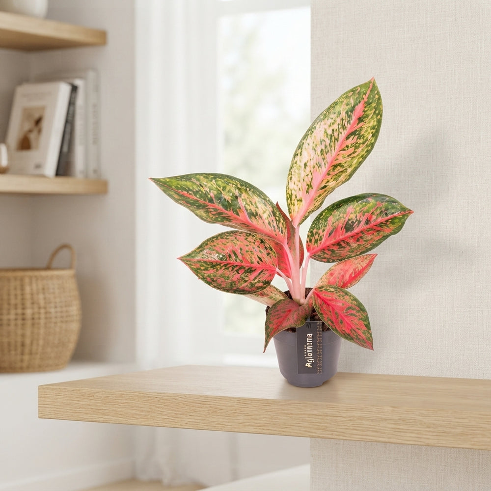 Aglaonema ‘Lychee Red’ – 12cm Pot, 45cm High
