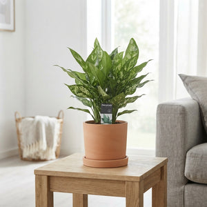 Aglaonema 'Maria' Chinese Evergreen – 12cm Pot