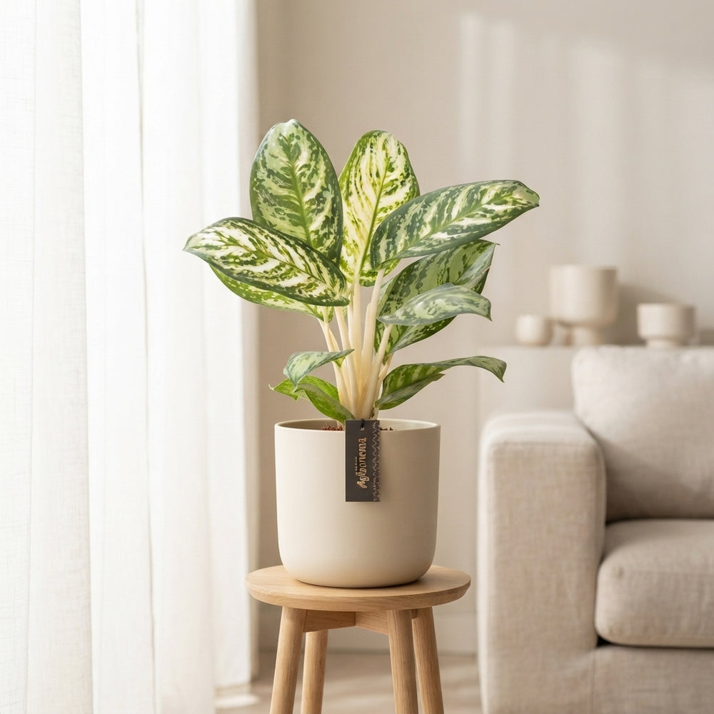 Aglaonema ‘Minty Ice’ – 12cm Pot, 35cm High