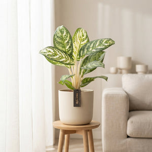 Aglaonema ‘Minty Ice’ – 12cm Pot, 35cm High