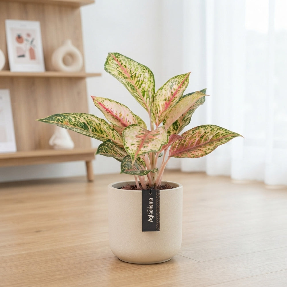 Aglaonema 'Painted Celebration' – 12cm Pot