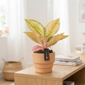 Aglaonema ‘Pastella’ – 12cm Pot, Approx. 30cm