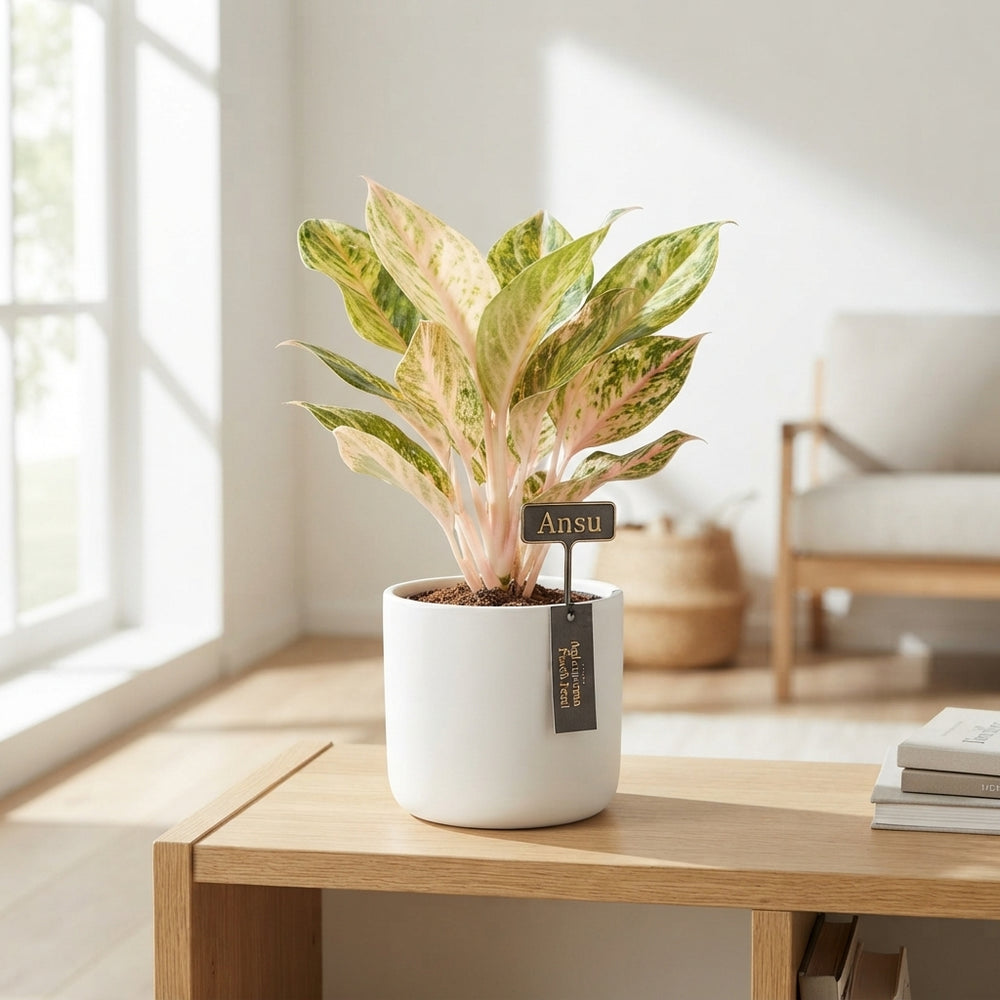 Aglaonema ‘Peach Pearl’ – 12cm Pot, 30cm High