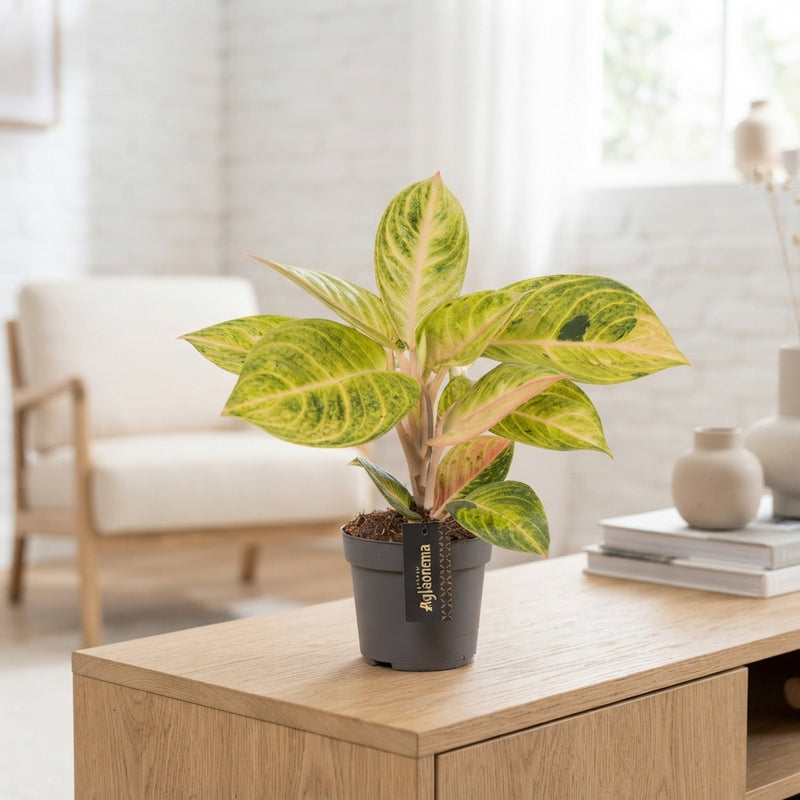 Aglaonema ‘Peppermint Pink’ – 12cm Pot, 38cm High