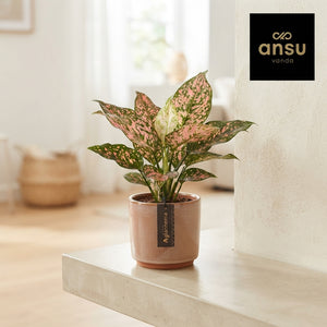 Aglaonema Pink Leopard – 12cm Pot, 30cm High