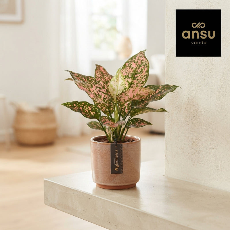 Aglaonema Pink Leopard – 12cm Pot, 30cm High