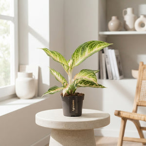 Aglaonema White Surprise – 12cm Pot