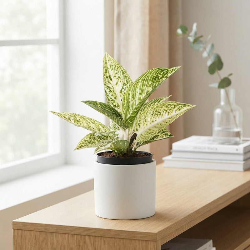 Aglaonema ‘Polar Springtime’ – 12cm Pot
