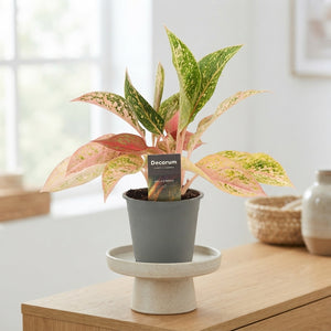 Aglaonema ‘Prestige’ – 12cm Pot, 35cm High