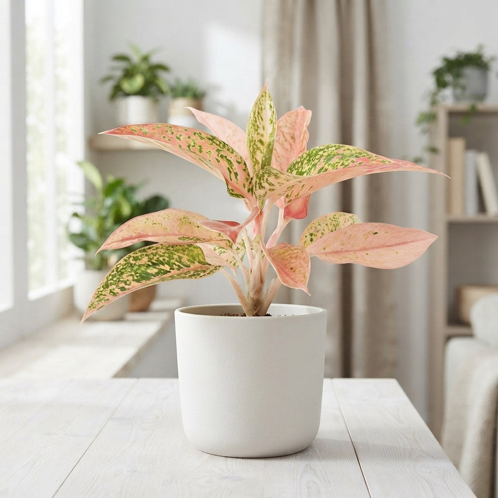 Aglaonema ‘Prestige’ – 9cm Pot
