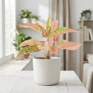 Aglaonema ‘Prestige’ – 9cm Pot