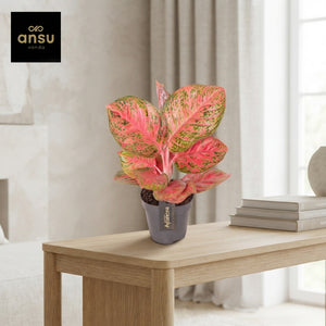 Aglaonema ‘Red Balloon’ – 12cm Pot