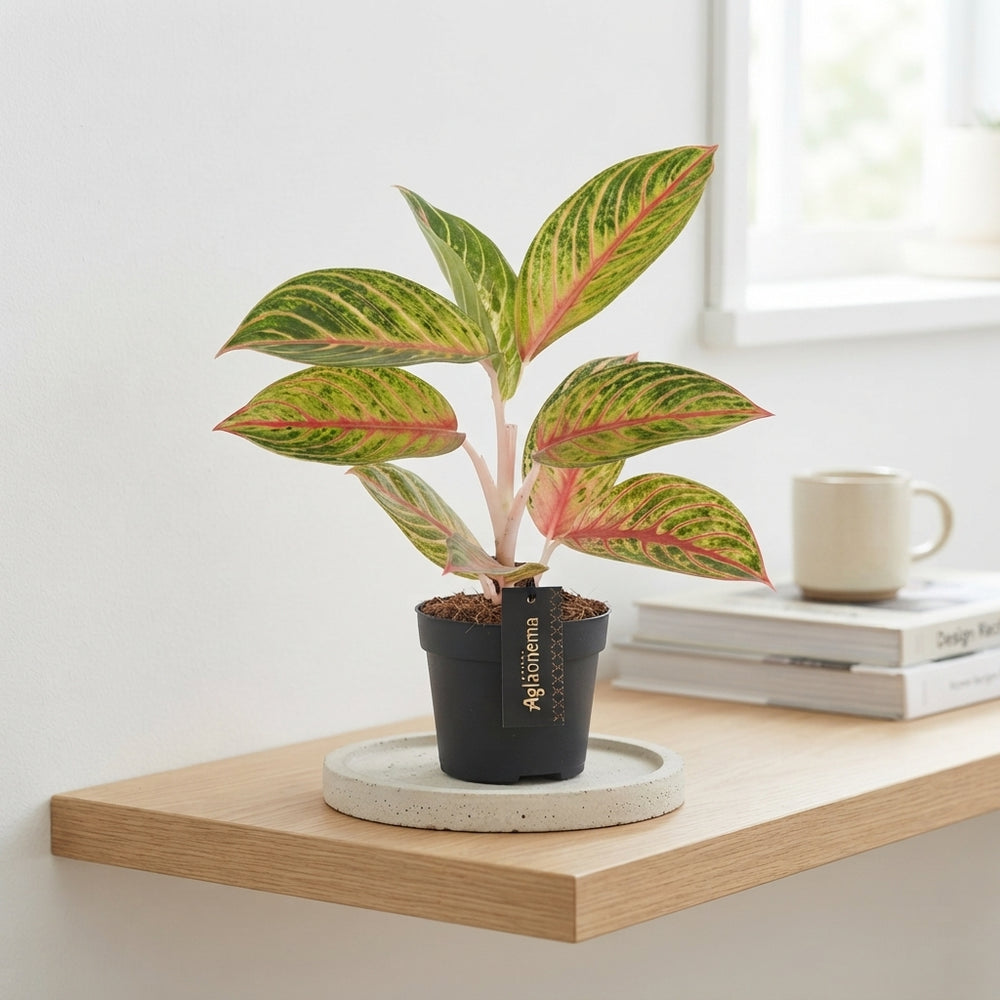 Red Okapi Aglaonema – 12cm Pot, 40cm High