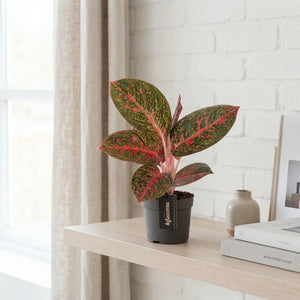 Aglaonema ‘Red Sprinkles’ – 12cm Pot