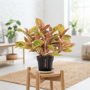 Aglaonema 'Salmon Fantasy' – 12cm Pot, 30cm High
