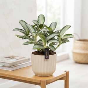 Aglaonema ‘Silver Blue’ – 12cm Pot, 30cm High