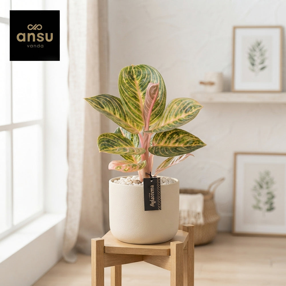 Aglaonema ‘Tourmaline Gold’ – 12cm Pot