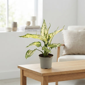 Aglaonema White Diamond – 9cm Pot