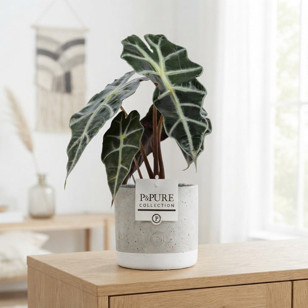 Alocasia Polly – 12cm Pot, Approx. 40cm High