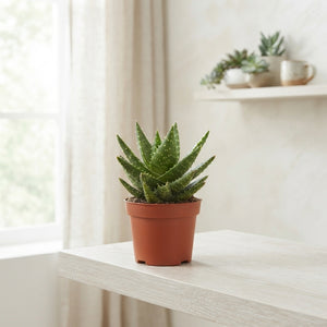 Aloe Mitriformis – 12cm Pot, 20cm High