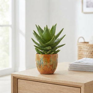 Aloe Mitriformis in Orange Ceramic Pot – 12cm