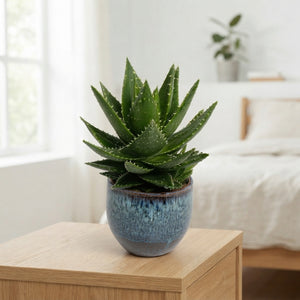 Aloe mitriformis in Dark Blue Ceramic Pot – 14cm