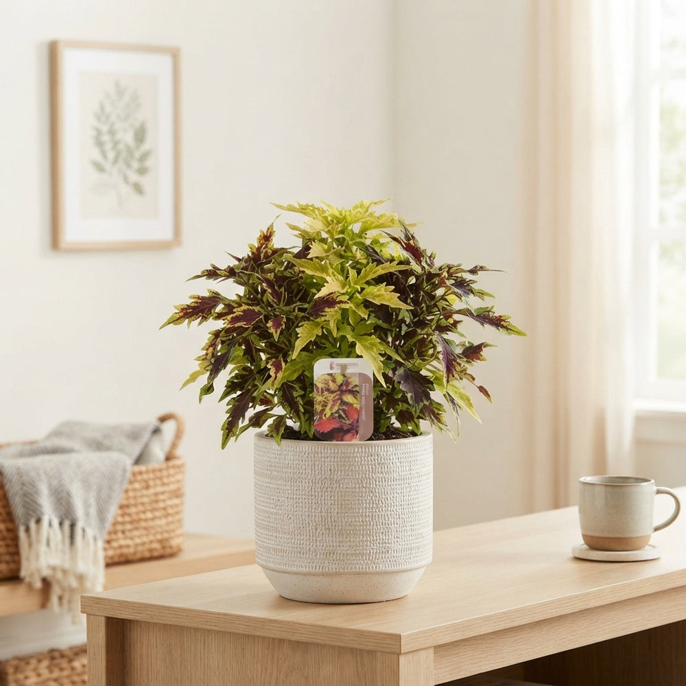 Mixed Coleus ‘Flamethrower’ – 17cm Pot