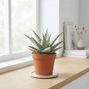 Aloe somaliensis – 8.5cm Pot, Approx. 15cm Height