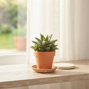 Aloe Squarrosa Succulent – 8.5cm Pot
