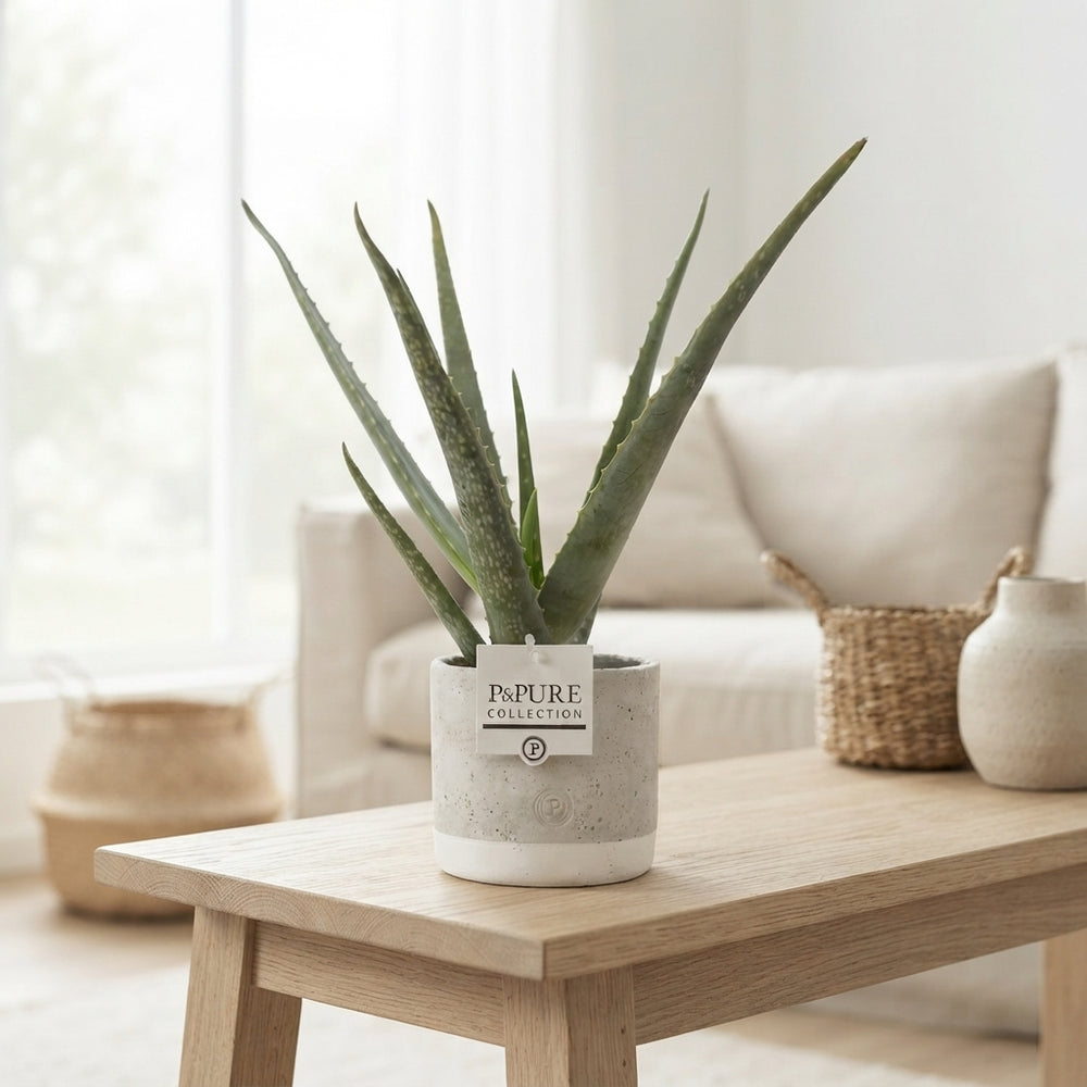 Aloe Vera Plant in Jade Ceramic Pot – 12cm